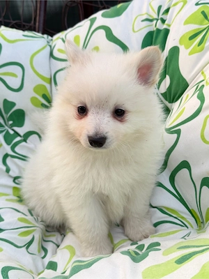 Pomeranian Spitz  - imagine 2