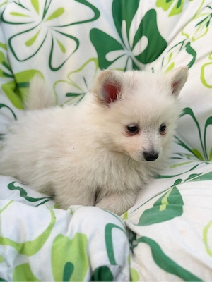 Pomeranian Spitz  - imagine 4