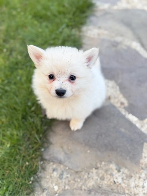 Pomeranian Spitz  - imagine 3