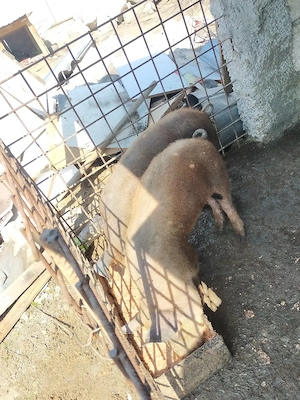 Vierusi de vânzare  - imagine 2