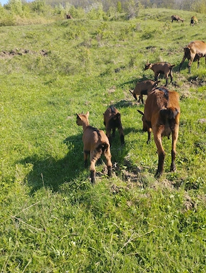 Ieduțe alpina franceză  - imagine 4