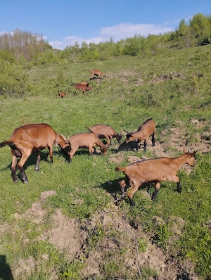 Ieduțe alpina franceză  - imagine 2