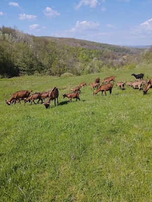 Ieduțe alpina franceză  - imagine 5