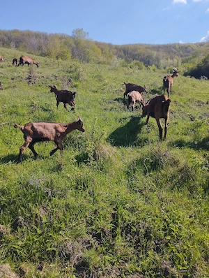 Ieduțe alpina franceză 