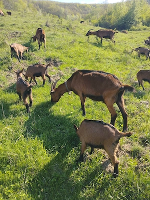 Ieduțe alpina franceză  - imagine 3