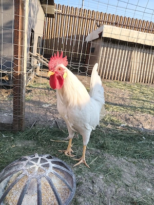 cocos leghorn de anul asta - imagine 4