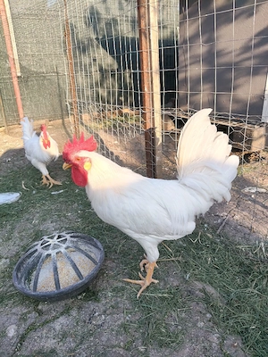 cocos leghorn de anul asta