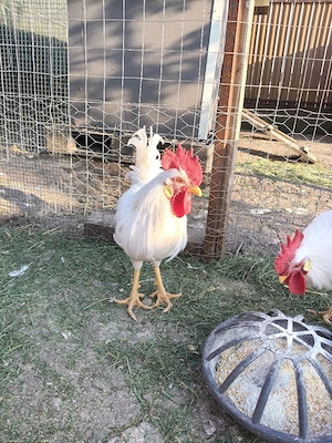 cocos leghorn de anul asta - imagine 3