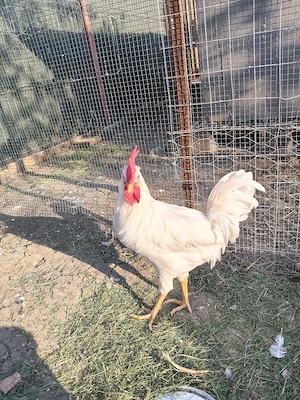 cocos leghorn de anul asta - imagine 5