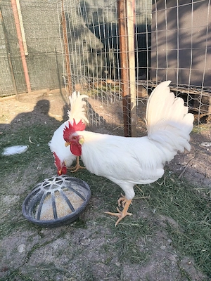 cocos leghorn de anul asta - imagine 2