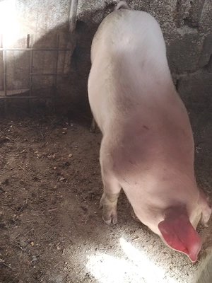 Vind o scroafa și o scrofiță  - imagine 5