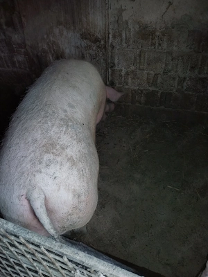 Vind o scroafa și o scrofiță  - imagine 3