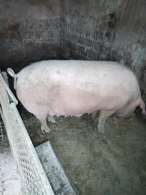 Vind o scroafa și o scrofiță  - imagine 4