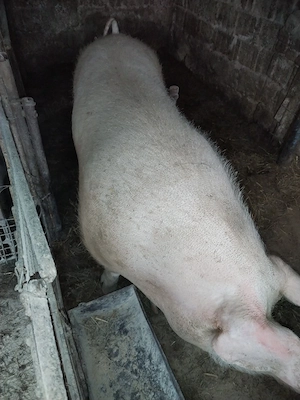 Vind o scroafa și o scrofiță  - imagine 2