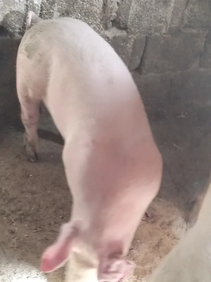 Vind o scroafa și o scrofiță 