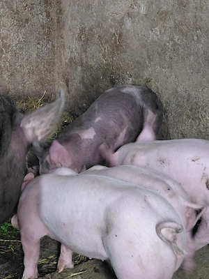 Purcei de vanzare  - imagine 2