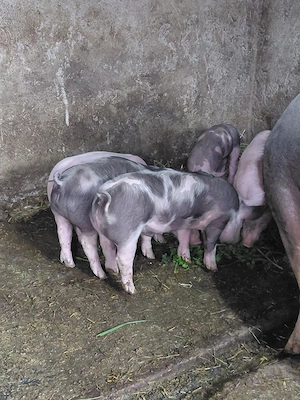 Purcei de vanzare  - imagine 3