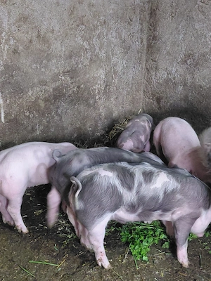 Purcei de vanzare  - imagine 4