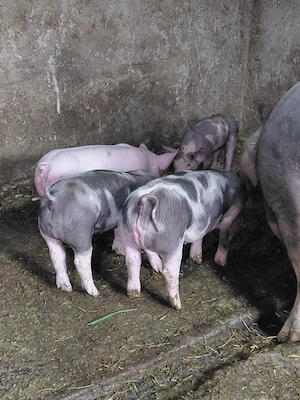 Purcei de vanzare  - imagine 5