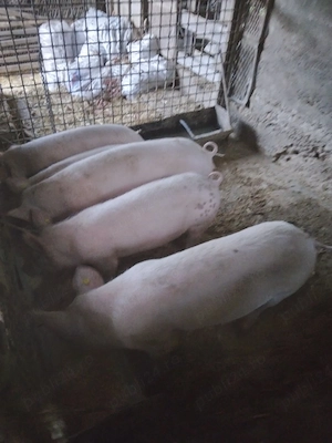 vând 3 scrofite  - imagine 3