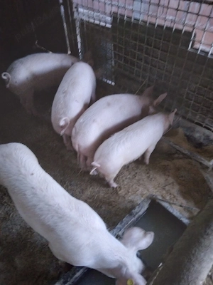 vând 3 scrofite  - imagine 2