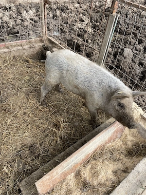 Vand purcei Mangalita cu Adeverinta de origine - imagine 5