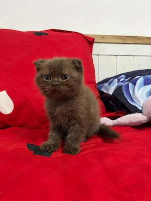 Suntem 6 pisoiași 2 băieți și 4 fetițe  căutăm stăpâni  - imagine 4