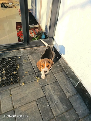 Pui Beagle tricolor - baietel - varsta exacta 3 luni