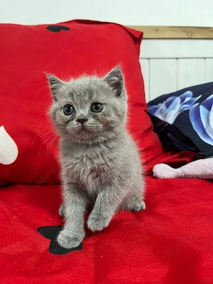 Suntem 6 pisoiași 2 băieți și 4 fetițe  căutăm stăpâni  - imagine 5