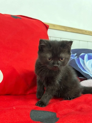 Suntem 6 pisoiași 2 băieți și 4 fetițe  căutăm stăpâni  - imagine 3