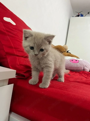 Suntem 6 pisoiași 2 băieți și 4 fetițe  căutăm stăpâni  - imagine 2