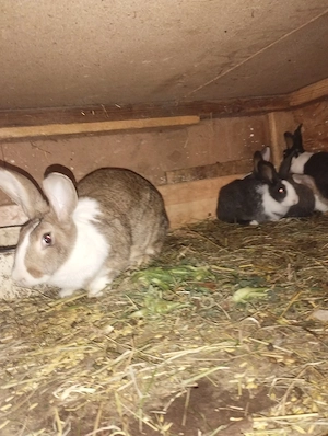 iepuri  hycole francez