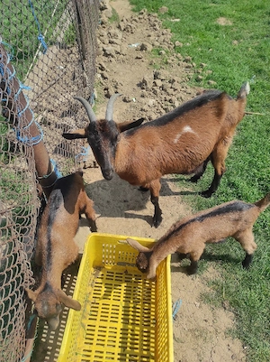 capră de vânzare  - imagine 4