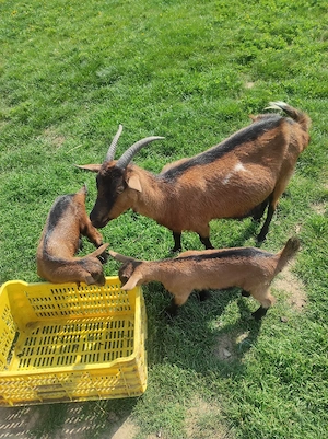 capră de vânzare  - imagine 5