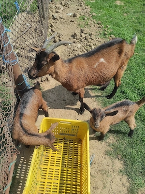 capră de vânzare  - imagine 2