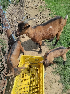 capră de vânzare  - imagine 3