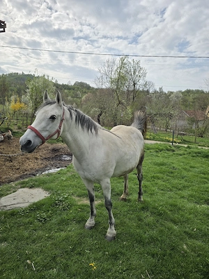 Iapa 7 ani.   - imagine 3