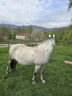 Iapa 7 ani.   - imagine 2