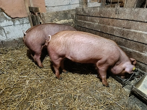 Scrofiță duroc de vanzare