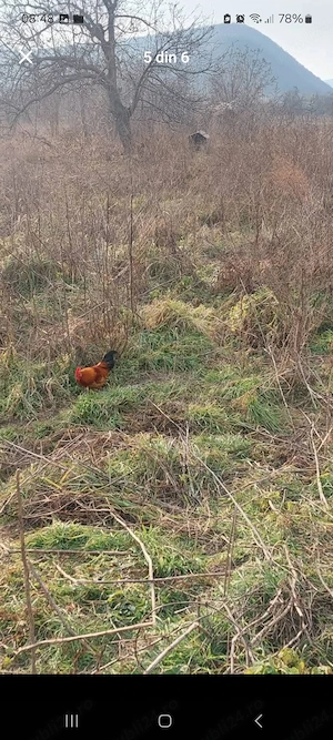 Teren+casa batraneasca de vanzare - imagine 2