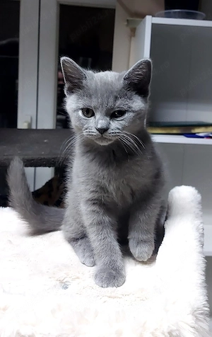 vand puiut pisica rasa brithish - imagine 2