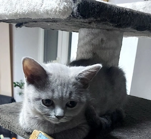 vand puiut pisica rasa brithish - imagine 3