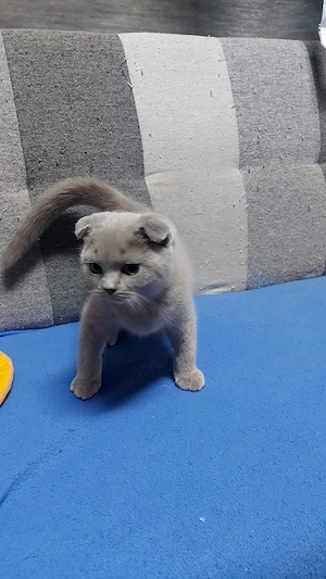 vand puiut pisica rasa brithish - imagine 5