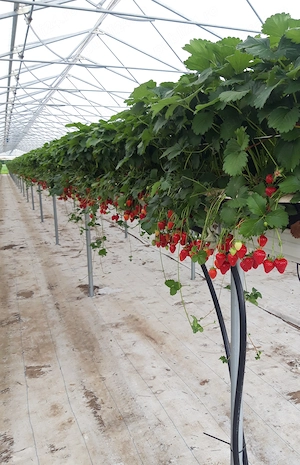 Munca in Germania la cules capsuni - imagine 2