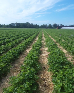 Munca in Germania la cules capsuni - imagine 3