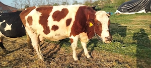 vaca gestanta 7 luni