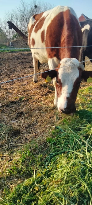 vaca gestanta 7 luni - imagine 2