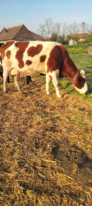 vaca gestanta 7 luni - imagine 3