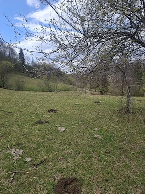Vand teren in MARAMUREȘ Valea Viseului - imagine 6
