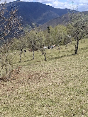 Vand teren in MARAMUREȘ Valea Viseului - imagine 10